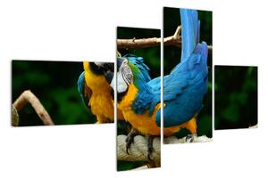 Obraz papoušků na laně (110x70cm)
