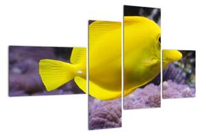Obraz - žluté ryby (110x70cm)