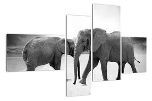 Obraz - sloni (110x70cm)