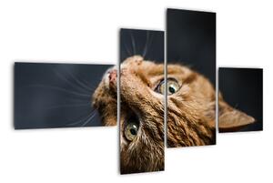 Moderní obraz kočky (110x70cm)