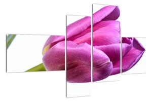 Obraz růžového tulipánu (110x70cm)