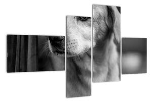 Černobílý obraz psa (110x70cm)