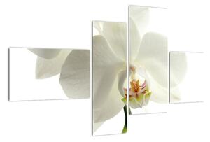 Obraz orchideje (110x70cm)