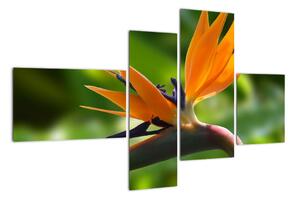 Detail květu - obraz (110x70cm)