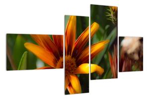 Obraz detailu květiny (110x70cm)