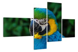 Obraz papouška (110x70cm)
