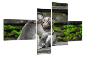 Obraz na stěnu - opice (110x70cm)