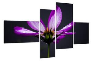 Obraz - květiny (110x70cm)