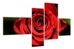 Obrázek růže (110x70cm)