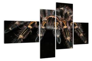 Obraz tarantule (110x70cm)