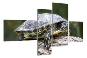 Obraz suchozemské želvy (110x70cm)