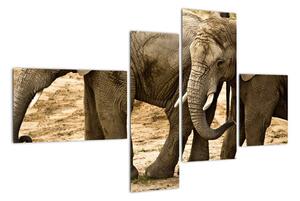Slon, obraz (110x70cm)