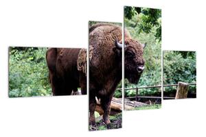 Obraz s americkým bizonem (110x70cm)