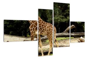 Obraz žirafy (110x70cm)