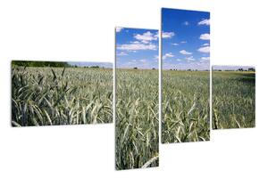 Pole pšenice - obraz (110x70cm)