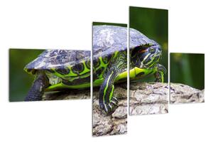 Suchozemská želva - obraz (110x70cm)