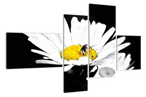 Včela na sedmikrásce - obraz (110x70cm)