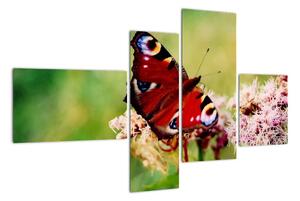 Motýl - obraz (110x70cm)