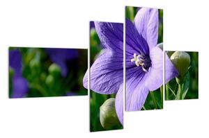 Květiny - obraz (110x70cm)