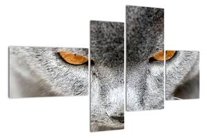 Kočka - obraz (110x70cm)