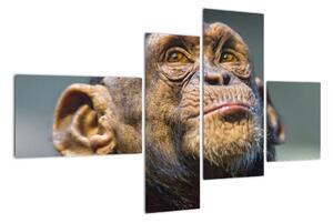 Opice - obrazy (110x70cm)