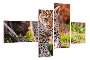 Mládě leoparda - obraz do bytu (110x70cm)