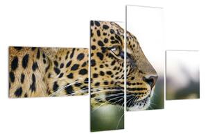 Leopard - obraz (110x70cm)