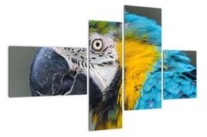 Papoušek - obraz (110x70cm)