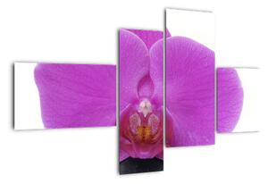 Orchidej - obraz (110x70cm)