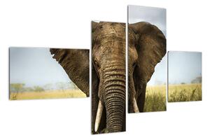 Slon - obraz (110x70cm)