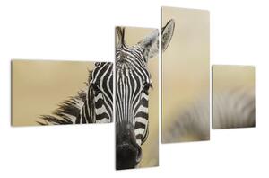 Zebra - obraz (110x70cm)