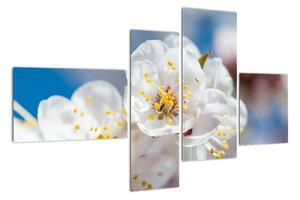 Květ třešně - obraz (110x70cm)