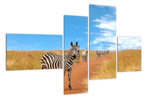 Zebra na cestě - obraz (110x70cm)
