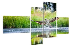 Fotka lovícího orla - obraz (110x70cm)