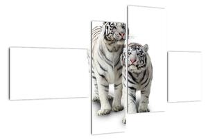 Tygr bílý - obraz (110x70cm)