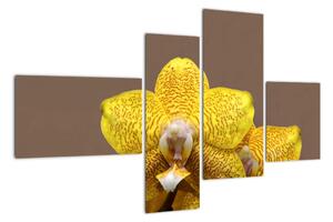 Žlutá orchidej - obraz (110x70cm)