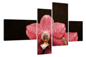 Růžová orchidej - obraz (110x70cm)