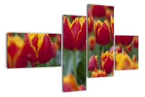 Tulipánové pole - obraz (110x70cm)