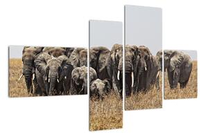 Stádo slonů - obraz (110x70cm)