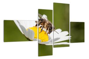 Včela na sedmikrásce - obraz (110x70cm)