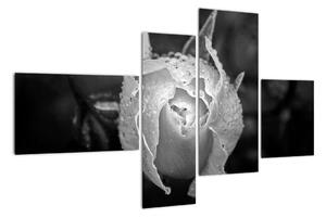 Obraz černobílé růže (110x70cm)
