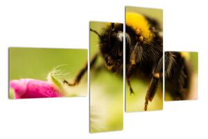 Včela - obraz (110x70cm)