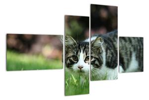 Obraz kočky (110x70cm)