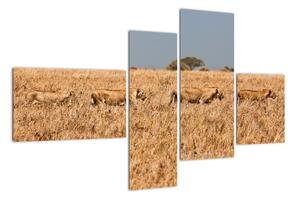 Obraz - smečka lvů (110x70cm)