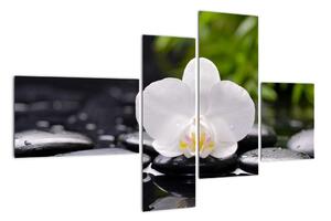 Fotka květu orchideje - obraz auta (110x70cm)