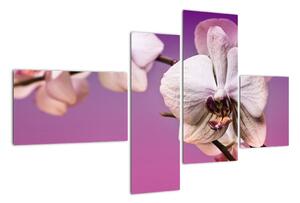 Moderní obrazy - orchidej (110x70cm)