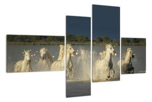 Cválající koně, obraz (110x70cm)