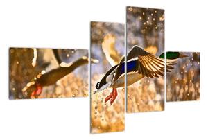 Letící kachny - obraz (110x70cm)
