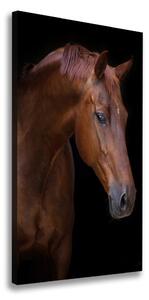 Foto obraz na plátně Portrét koně pl-oc-70x140-f-114030424