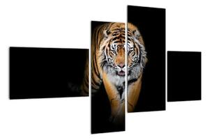 Tygr, obraz (110x70cm)